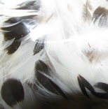 ������� ����� (���������) Hen feathers white / black